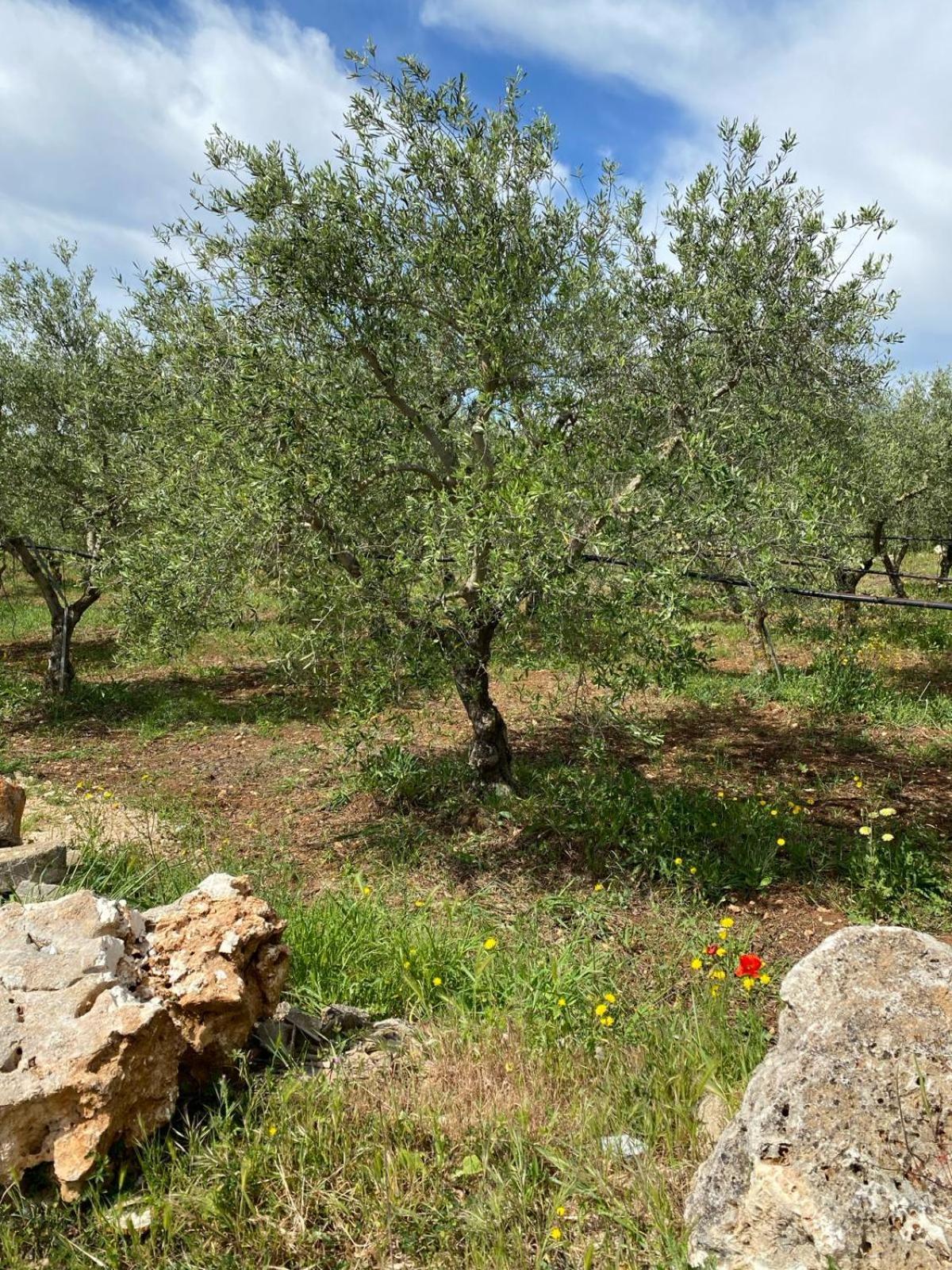 Villa Trellame - Casa Vacanze Tra Gli Ulivi Acquaviva delle Fonti Buitenkant foto